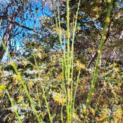 Cytisus scoparius subsp. scoparius (Scotch Broom, Broom, English Broom) at Tuggeranong, ACT - 1 Sep 2023 by Janekemble66