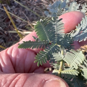 Acacia baileyana at Aranda, ACT - 1 Sep 2023 04:33 PM