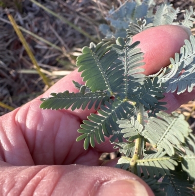 Acacia baileyana (Cootamundra Wattle, Golden Mimosa) at Aranda Bushland - 1 Sep 2023 by lbradley