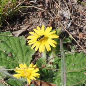 Melangyna viridiceps at Rendezvous Creek, ACT - 29 Aug 2023 12:24 PM