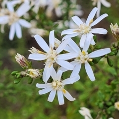 Olearia microphylla (Olearia) at Bruce Ridge to Gossan Hill - 1 Sep 2023 by trevorpreston
