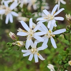 Olearia microphylla at Bruce, ACT - 1 Sep 2023 03:40 PM