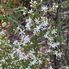 Olearia microphylla at Bruce, ACT - 1 Sep 2023 03:40 PM