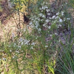 Olearia microphylla at Bruce, ACT - 1 Sep 2023 03:40 PM