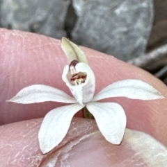 Caladenia fuscata (Dusky Fingers) at Aranda, ACT - 1 Sep 2023 by lbradley