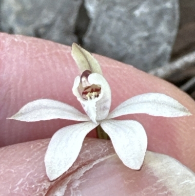 Caladenia fuscata (Dusky Fingers) at Aranda, ACT - 1 Sep 2023 by lbradley