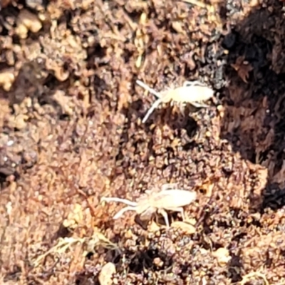 Entomobryomorpha (order) (Entomobryomorph springtail) at Bruce Ridge to Gossan Hill - 1 Sep 2023 by trevorpreston