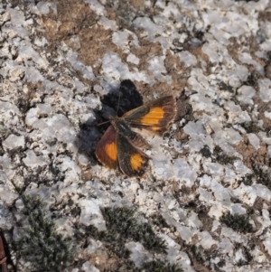 Paralucia aurifera at Rendezvous Creek, ACT - 29 Aug 2023