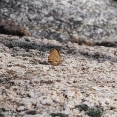 Paralucia aurifera at Rendezvous Creek, ACT - 29 Aug 2023 12:40 PM