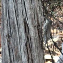 Cormobates leucophaea (White-throated Treecreeper) at Bruce Ridge to Gossan Hill - 1 Sep 2023 by trevorpreston