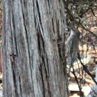 Cormobates leucophaea (White-throated Treecreeper) at Bruce, ACT - 1 Sep 2023 by trevorpreston