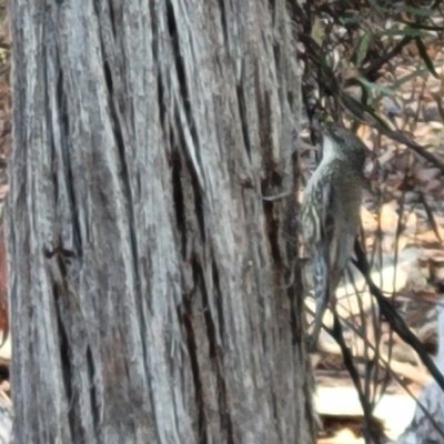 Cormobates leucophaea (White-throated Treecreeper) at Bruce Ridge - 1 Sep 2023 by trevorpreston