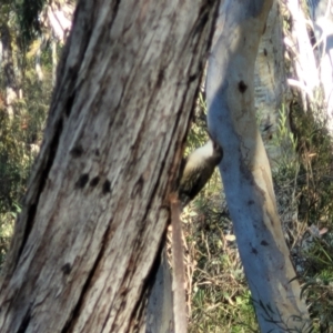 Cormobates leucophaea at Bruce, ACT - 1 Sep 2023 03:38 PM