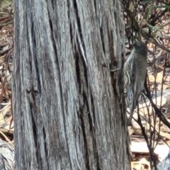 Cormobates leucophaea at Bruce, ACT - 1 Sep 2023