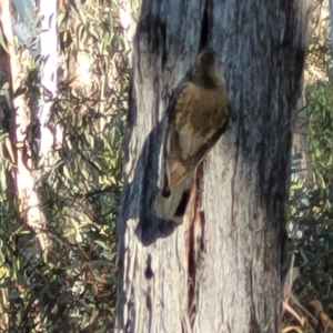 Cormobates leucophaea at Bruce, ACT - 1 Sep 2023 03:38 PM