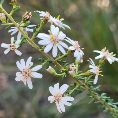 Olearia microphylla (Olearia) at Bruce Ridge to Gossan Hill - 1 Sep 2023 by trevorpreston