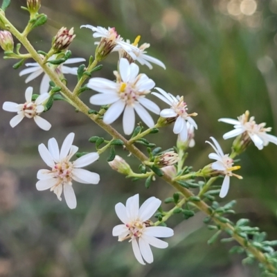 Olearia microphylla (Olearia) at Bruce Ridge - 1 Sep 2023 by trevorpreston