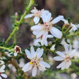 Olearia microphylla at Bruce, ACT - 1 Sep 2023