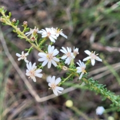 Olearia microphylla at Bruce, ACT - 1 Sep 2023