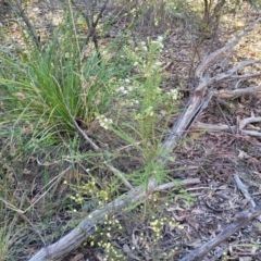 Olearia microphylla at Bruce, ACT - 1 Sep 2023 03:35 PM