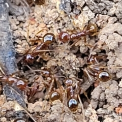 Aphaenogaster longiceps (Funnel ant) at Bruce Ridge to Gossan Hill - 1 Sep 2023 by trevorpreston