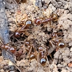 Aphaenogaster longiceps (Funnel ant) at Bruce, ACT - 1 Sep 2023 by trevorpreston