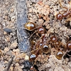 Aphaenogaster longiceps at Bruce, ACT - 1 Sep 2023