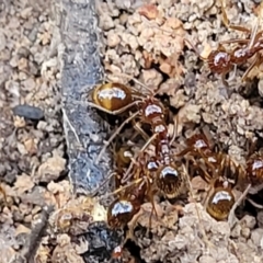 Aphaenogaster longiceps at Bruce, ACT - 1 Sep 2023 03:34 PM