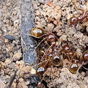 Aphaenogaster longiceps at Bruce, ACT - 1 Sep 2023