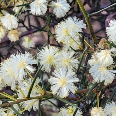 Acacia genistifolia (Early Wattle) at Bruce Ridge to Gossan Hill - 1 Sep 2023 by trevorpreston