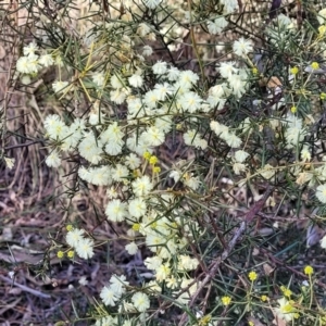 Acacia genistifolia at Bruce, ACT - 1 Sep 2023