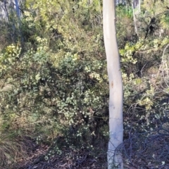 Acacia genistifolia at Bruce, ACT - 1 Sep 2023