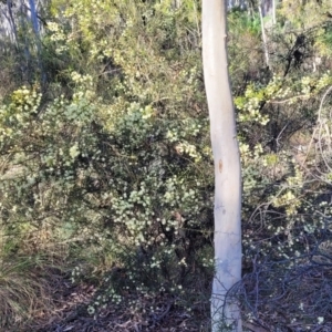 Acacia genistifolia at Bruce, ACT - 1 Sep 2023