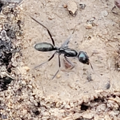 Iridomyrmex sp. (genus) (Ant) at Bruce Ridge to Gossan Hill - 1 Sep 2023 by trevorpreston