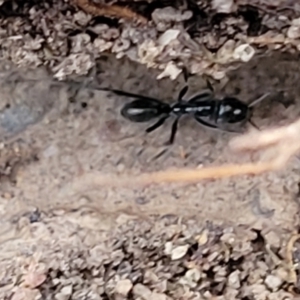 Iridomyrmex sp. (genus) at Bruce, ACT - 1 Sep 2023