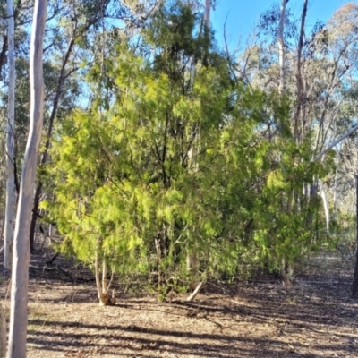 Exocarpos cupressiformis (Cherry Ballart) at Bruce Ridge to Gossan Hill - 1 Sep 2023 by trevorpreston