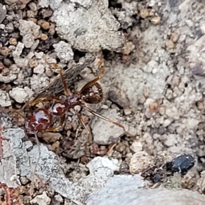 Aphaenogaster longiceps (Funnel ant) at Bruce, ACT - 1 Sep 2023 by trevorpreston