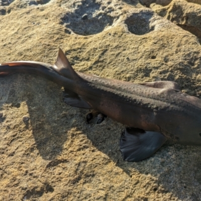 Cephaloscyllium laticeps at Jervis Bay, JBT - 1 Sep 2023 by JP95