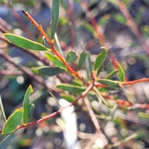 Acacia buxifolia subsp. buxifolia at Bruce, ACT - 1 Sep 2023
