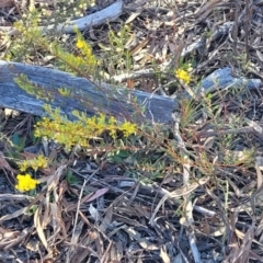 Acacia buxifolia subsp. buxifolia at Bruce, ACT - 1 Sep 2023