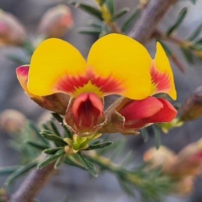 Dillwynia phylicoides (A Parrot-pea) at Bruce Ridge to Gossan Hill - 1 Sep 2023 by trevorpreston