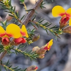 Dillwynia phylicoides at Bruce, ACT - 1 Sep 2023