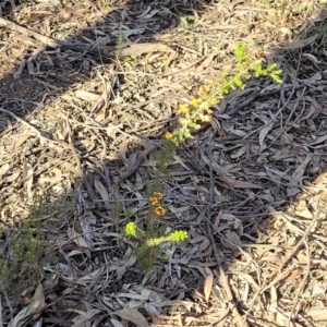 Dillwynia phylicoides at Bruce, ACT - 1 Sep 2023 03:28 PM