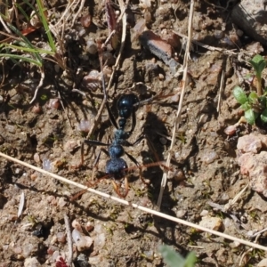 Myrmecia tarsata at Rendezvous Creek, ACT - 29 Aug 2023