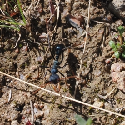 Myrmecia tarsata (Bull ant or Bulldog ant) at Rendezvous Creek, ACT - 29 Aug 2023 by RAllen
