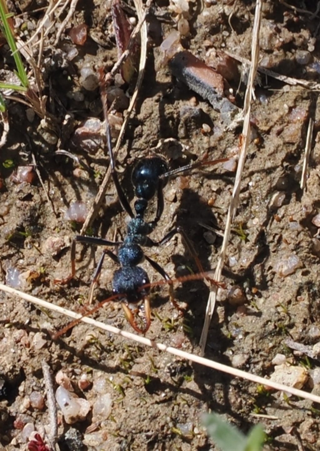 Myrmecia tarsata at Rendezvous Creek, ACT - Canberra & Southern Tablelands