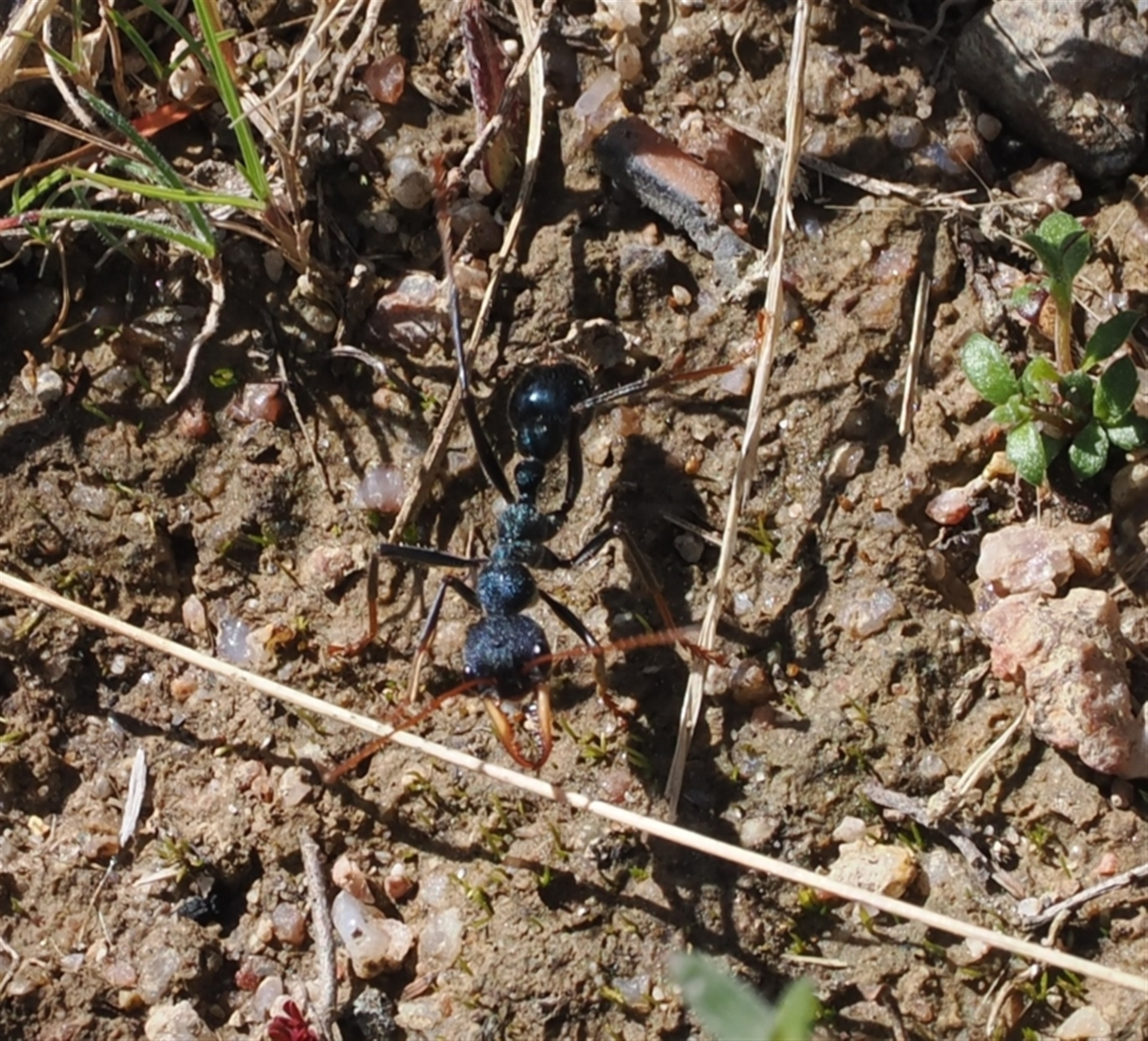 Myrmecia tarsata at Rendezvous Creek, ACT - Canberra Nature Map