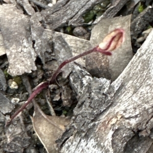 Caladenia fuscata at Aranda, ACT - 1 Sep 2023