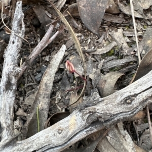 Caladenia fuscata at Aranda, ACT - 1 Sep 2023