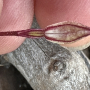 Caladenia fuscata at Aranda, ACT - 1 Sep 2023